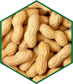 GROUNDNUT  POD