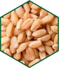 WHEAT