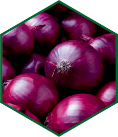 ONION RED