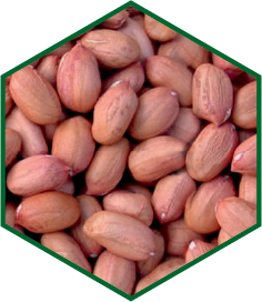 GROUNDNUT SEED